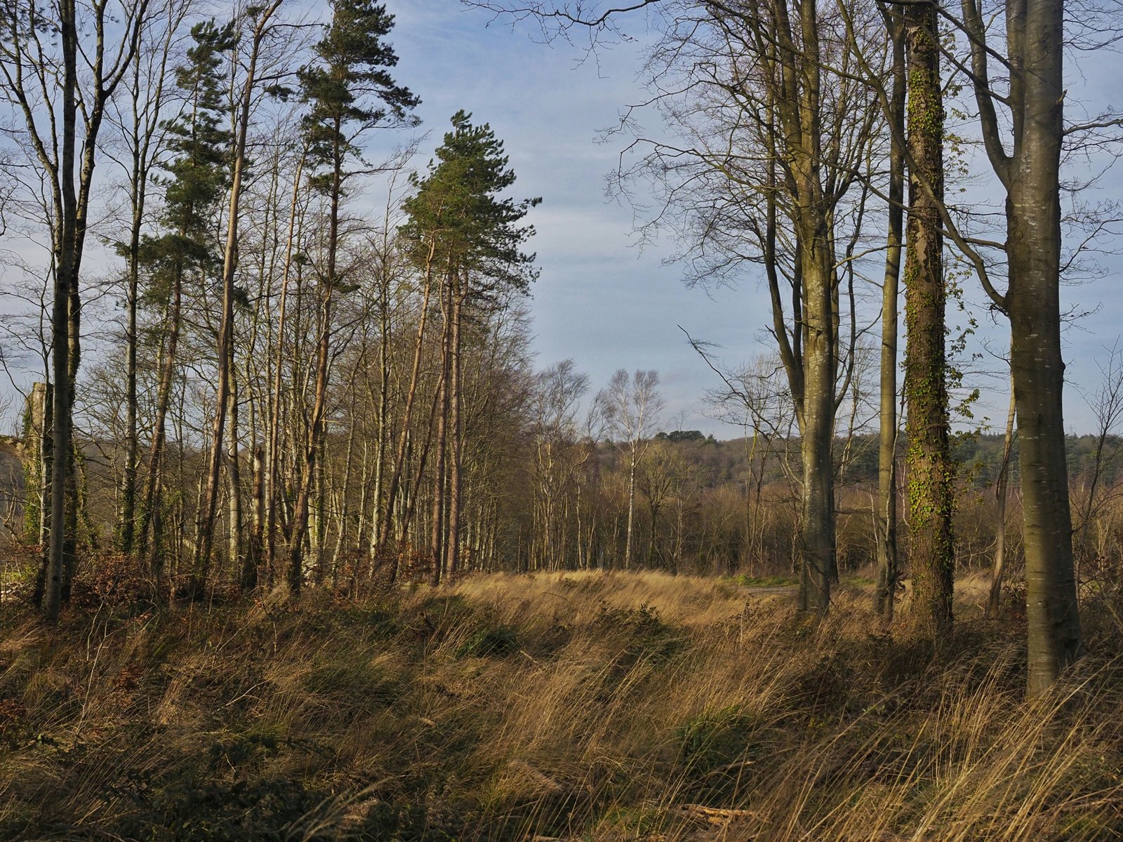 a field with trees and grass in the foreground