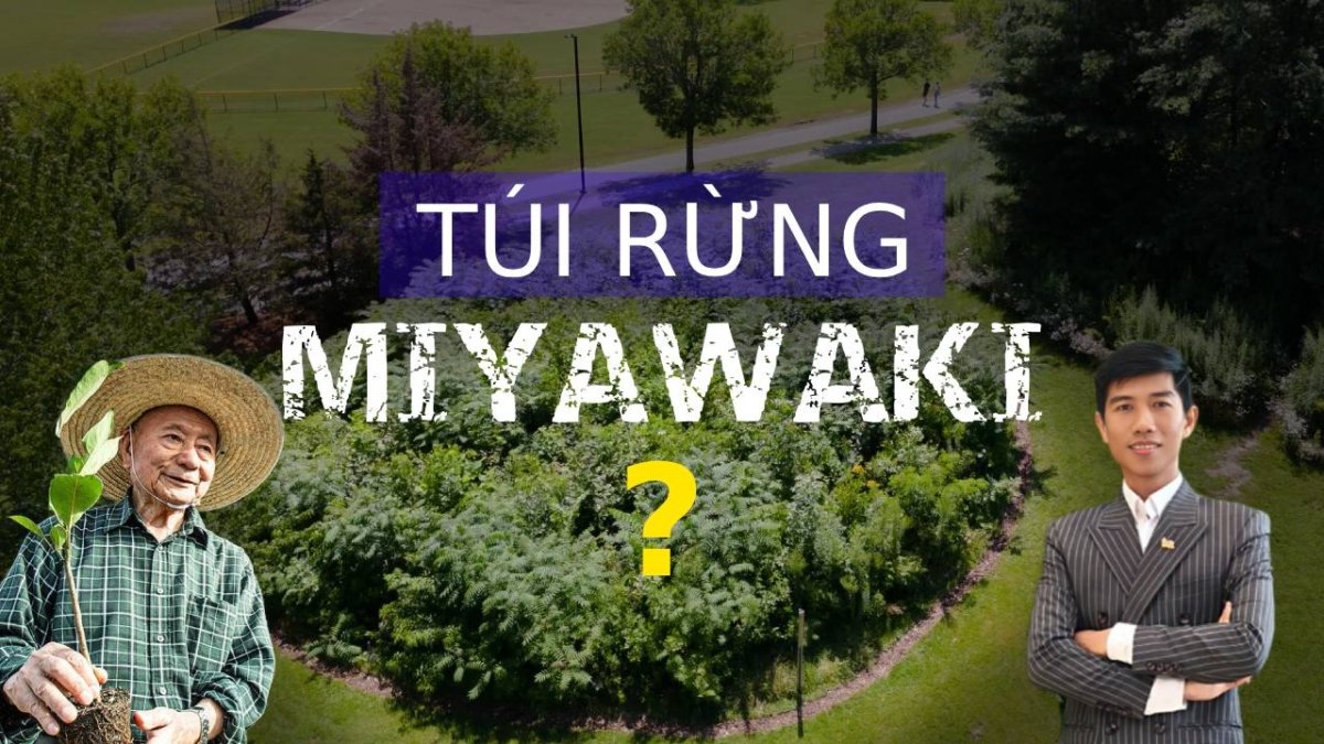 Tui rung miyawaki la gi
