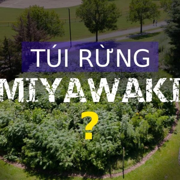 Tui rung miyawaki la gi