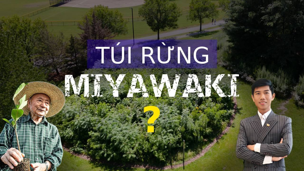 Tui rung miyawaki la gi
