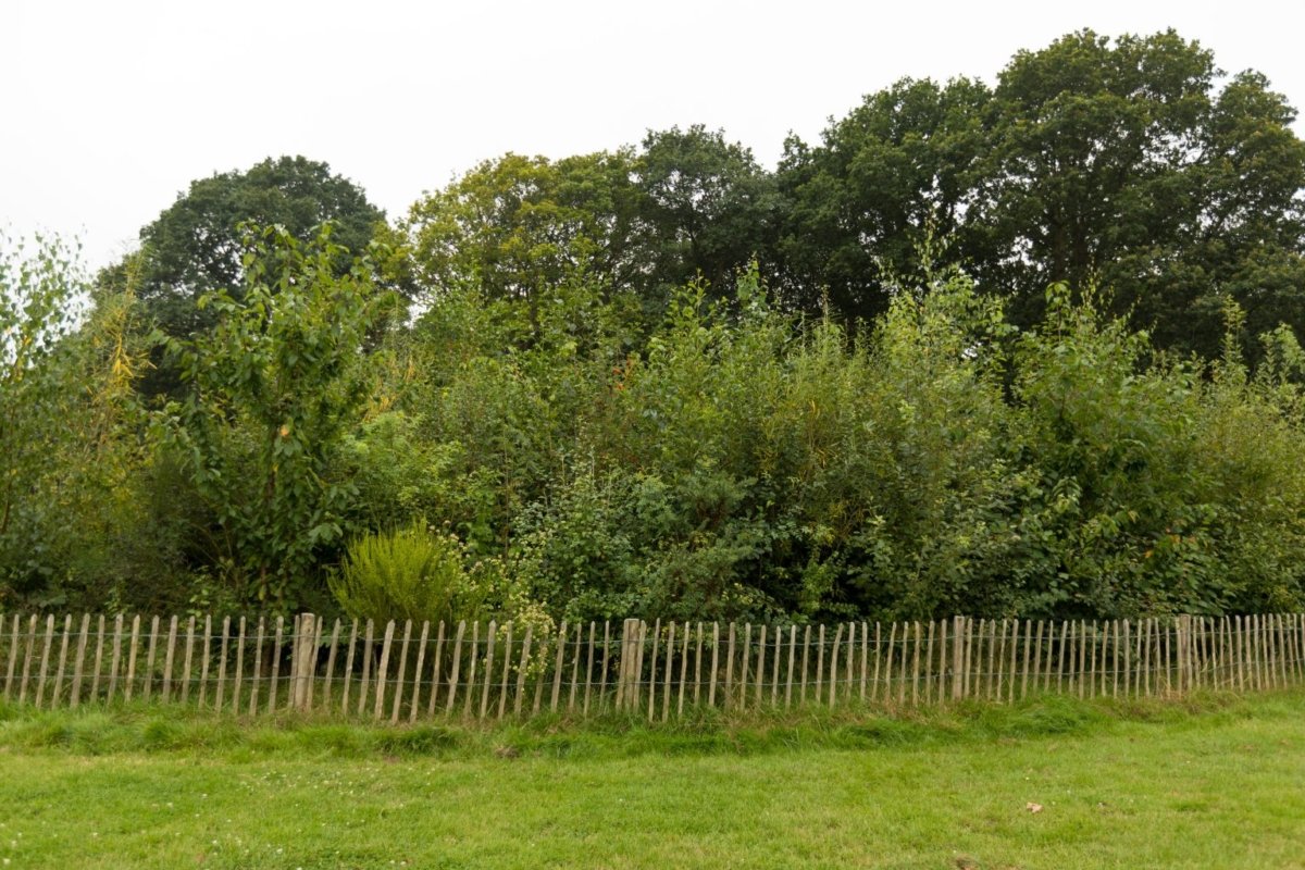 tui rung Miyawaki 1536x1024 1